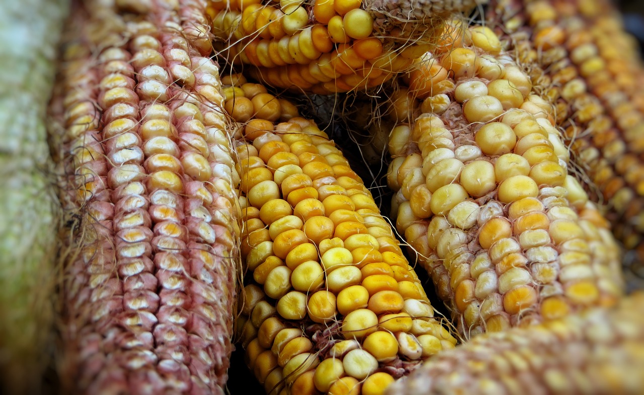 Ziarno kukurydzy dla zwierząt. Jakie są rodzaje, oraz dla jakich zwierząt jest przeznaczone.